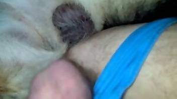 Gay beastiality anal fucking. Free bestiality and animal porn