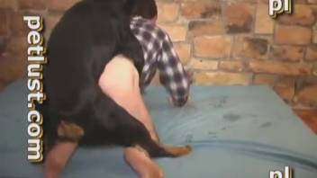 Guy engaging in bestiality with animals. Complimentary zoophilia and beast sex videos