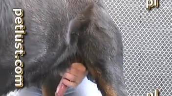Intense animal sex with a sexy guy