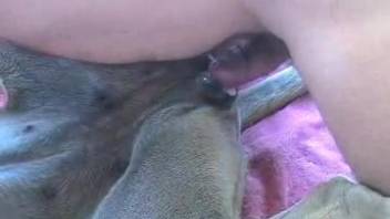 Dominant guy screwing bitch's vagina