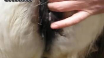 Guy screws horse in a steamy clip. Complimentary zoophilia and beast sex