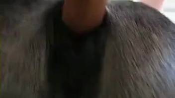 Equine pussy is on the verge of getting creampied