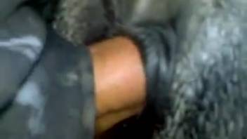 Video of equine intercourse featuring zoom-ins. Complimentary zoophilia and beast-themed adult content