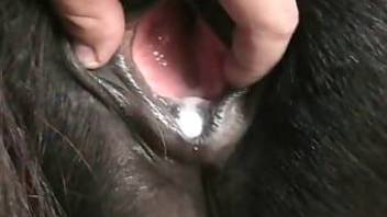 Creampie showcase from gay horse porn