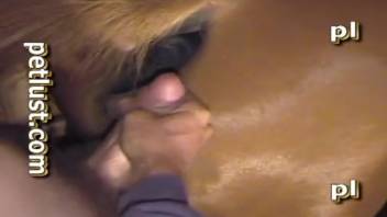 Sexy guy pounding a slick equine vagina