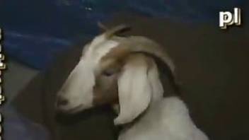 goat fucked by a guy