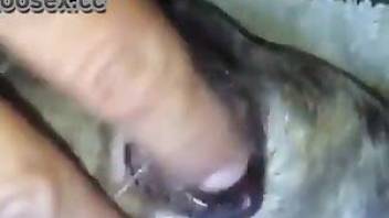 Man fucking a dog in the tight anal hole