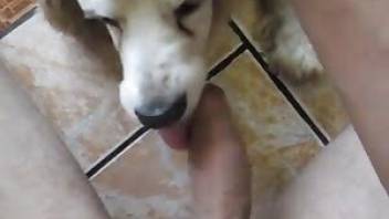 Crazy gay beastiality videos with a cute pet