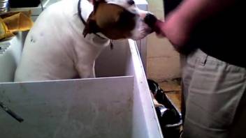 Twisted homosexual bestiality clips featuring my pet