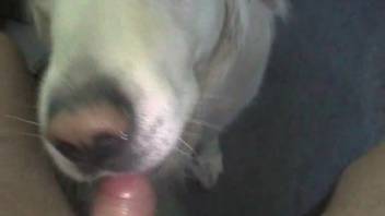 Nice guy screws and ejaculates on his pup