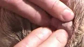 Tender guy and canine bestiality porn scene