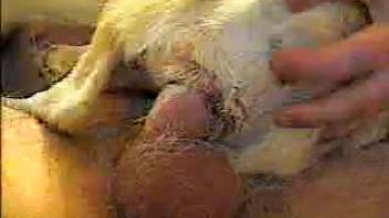 Elegant homosexual bestiality scene featuring classy gay animal porn with a dog