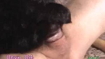 Bestiality video site: cowgirl position riding in high definition