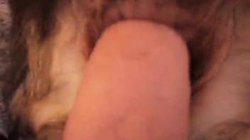Fucking a dog leads to authentic climaxes