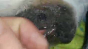 Bestiality adult video with finger play and extras