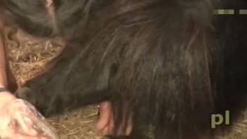 Astonishing bestiality clip featuring detailed gaping close-up