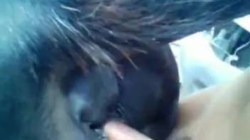 Man screwing female horse in forbidden adult film