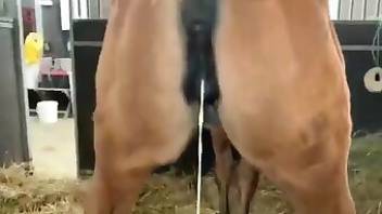 Horse porn with closeup fucking