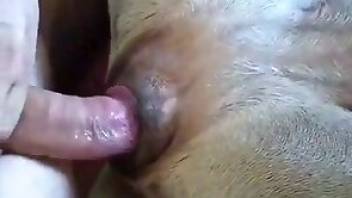 Man fucking dog in a really hot porn movie