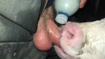 Hot bovine starring in a zoophilia adult film