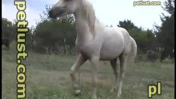 Crazy adult film featuring bestiality and gaping tube action