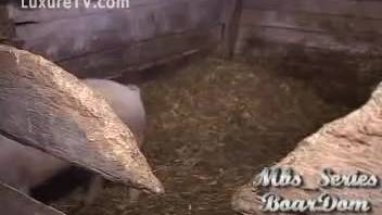 Swine pounded his rear in the doggy position