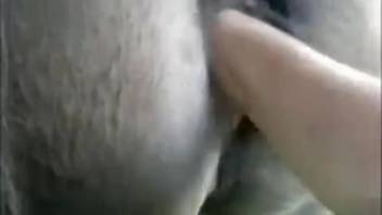 Equine fisting footage featuring authentic climaxes