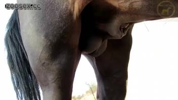 Steamy horse intercourse clip featuring intense caressing