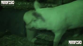 Females engaging in bestiality live on webcam