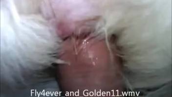 Canine intercourse tale in the rear-entry position