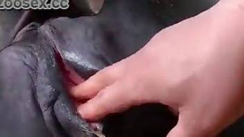 Good man shoves his palm in horse ass