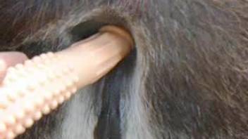 Nasty equine zoophilia sex toy adult video scene